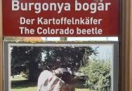 Krumplibogár szobor Hédervár