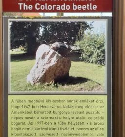 Krumplibogár szobor