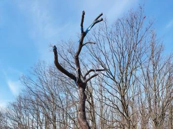 Kun Világfa és kopjafák Kisújszállás