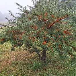Laci bácsi csőszkunyhója, Hidegség - Egyéb