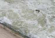 Ladányi csatorna Szarvas