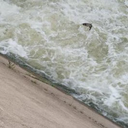 Ladányi csatorna , Szarvas - Egyéb