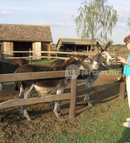 Lantos Lovastanya Panzió