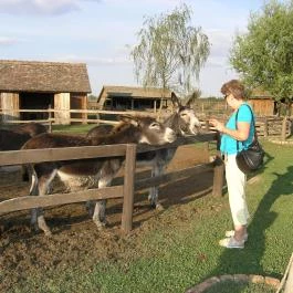 Lantos Lovastanya Panzió Gordisa - Medence/kert