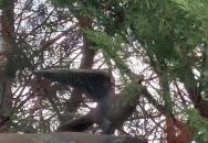 Lány galambbal Budapest