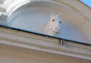 Lipicai Lótenyésztés Történeti Kiállítás Szilvásvárad