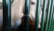 Lipicai Lótenyésztés Történeti Kiállítás Szilvásvárad - Belső