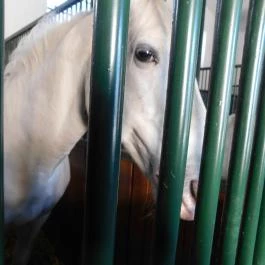 Lipicai Lótenyésztés Történeti Kiállítás, Szilvásvárad - Belső