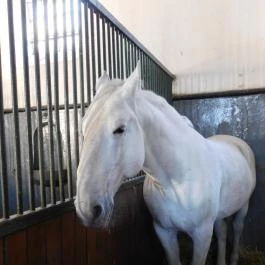 Lipicai Lótenyésztés Történeti Kiállítás, Szilvásvárad - Belső