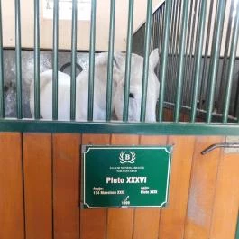 Lipicai Lótenyésztés Történeti Kiállítás, Szilvásvárad - Belső