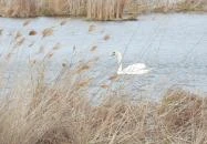 Lipóti kilátó Lipót