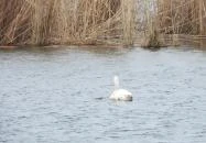 Lipóti kilátó Lipót