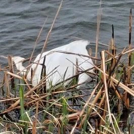 Lipóti kilátó Lipót - Egyéb