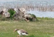 Lipóti kilátó Lipót