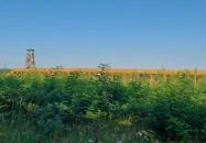 Lombkorona-sétány Nyírmártonfalva