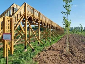 Lombkorona-sétány Nyírmártonfalva