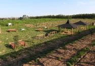 Lombkorona-sétány Nyírmártonfalva