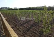 Lombkorona-sétány Nyírmártonfalva