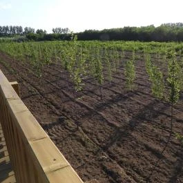 Lombkorona-sétány Nyírmártonfalva - Külső kép