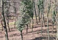 Lombkorona-sétány és erdei pihenőpark Súr