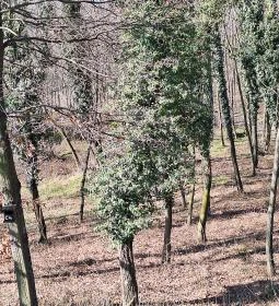 Lombkorona-sétány és erdei pihenőpark