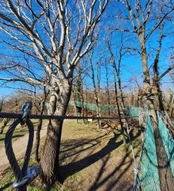 Lombkorona-sétány és erdei pihenőpark