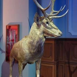 Madame Tussauds Budapest, Budapest - Egyéb