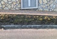 Maglódi harangláb Maglód