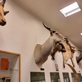 Magyar Földrajzi Múzeum Érd - Egyéb