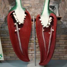 Magyar Fűszerpaprika Múzeum Kalocsa - Egyéb