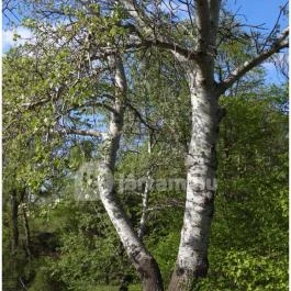 Magyar Nemzeti Múzeum - Vértesszőlősi Bemutatóhely Vértesszőlős - Egyéb