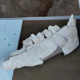 Magyar Nemzeti Múzeum - Vértesszőlősi Bemutatóhely Vértesszőlős - Egyéb