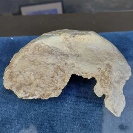 Magyar Nemzeti Múzeum - Vértesszőlősi Bemutatóhely Vértesszőlős - Egyéb