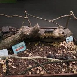 Magyar Természettudományi Múzeum Budapest - Egyéb