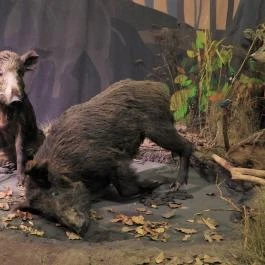 Magyar Természettudományi Múzeum Budapest - Egyéb