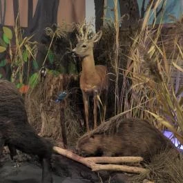 Magyar Természettudományi Múzeum Budapest - Egyéb