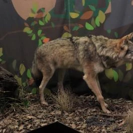 Magyar Természettudományi Múzeum Budapest - Egyéb