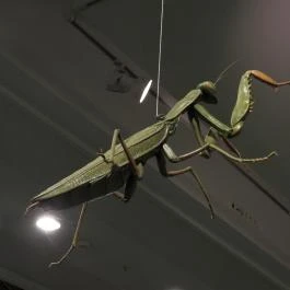 Magyar Természettudományi Múzeum Budapest - Egyéb