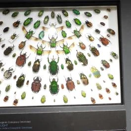 Magyar Természettudományi Múzeum Budapest - Egyéb