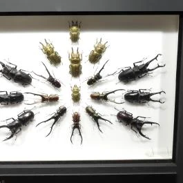 Magyar Természettudományi Múzeum Budapest - Egyéb