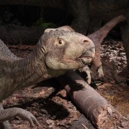 Magyar Természettudományi Múzeum Budapest - Egyéb
