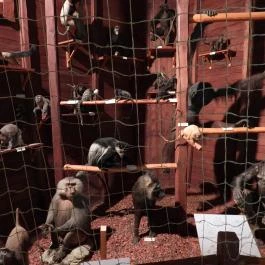 Magyar Természettudományi Múzeum Budapest - Egyéb