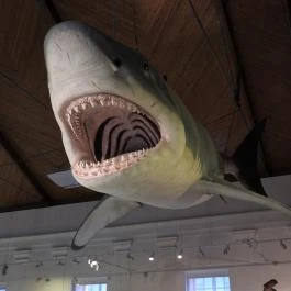 Magyar Természettudományi Múzeum Budapest - Egyéb