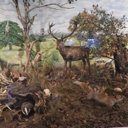 Magyar Természettudományi Múzeum Budapest - Egyéb