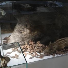 Magyar Természettudományi Múzeum Budapest - Egyéb