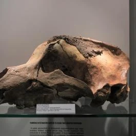 Magyar Természettudományi Múzeum Budapest - Egyéb