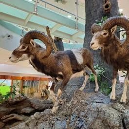 Magyar Természettudományi Múzeum Mátra Múzeuma, Gyöngyös - Egyéb