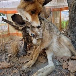 Magyar Természettudományi Múzeum Mátra Múzeuma, Gyöngyös - Egyéb