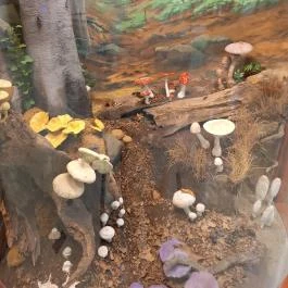 Magyar Természettudományi Múzeum Mátra Múzeuma, Gyöngyös - Egyéb