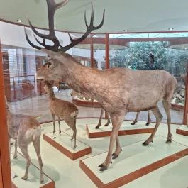 Magyar Természettudományi Múzeum Mátra Múzeuma, Gyöngyös - Egyéb